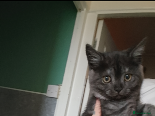 Mixed Breed cats Scottish fold kitten for sale £80 - Advert 1