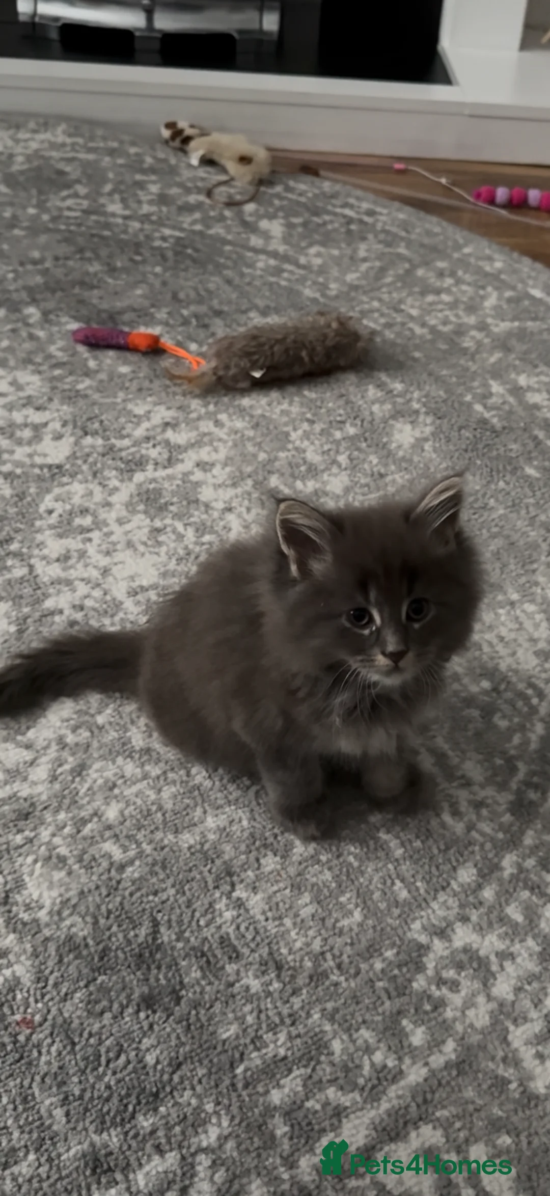 Maine Coon cats for sale: Mainecoon cross kitten  - Advert 2