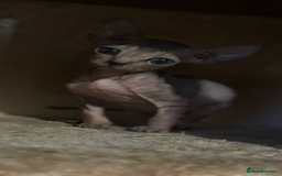 Sphynx cats for sale: Male sphynx kitten the last of his litter  - Image 4
