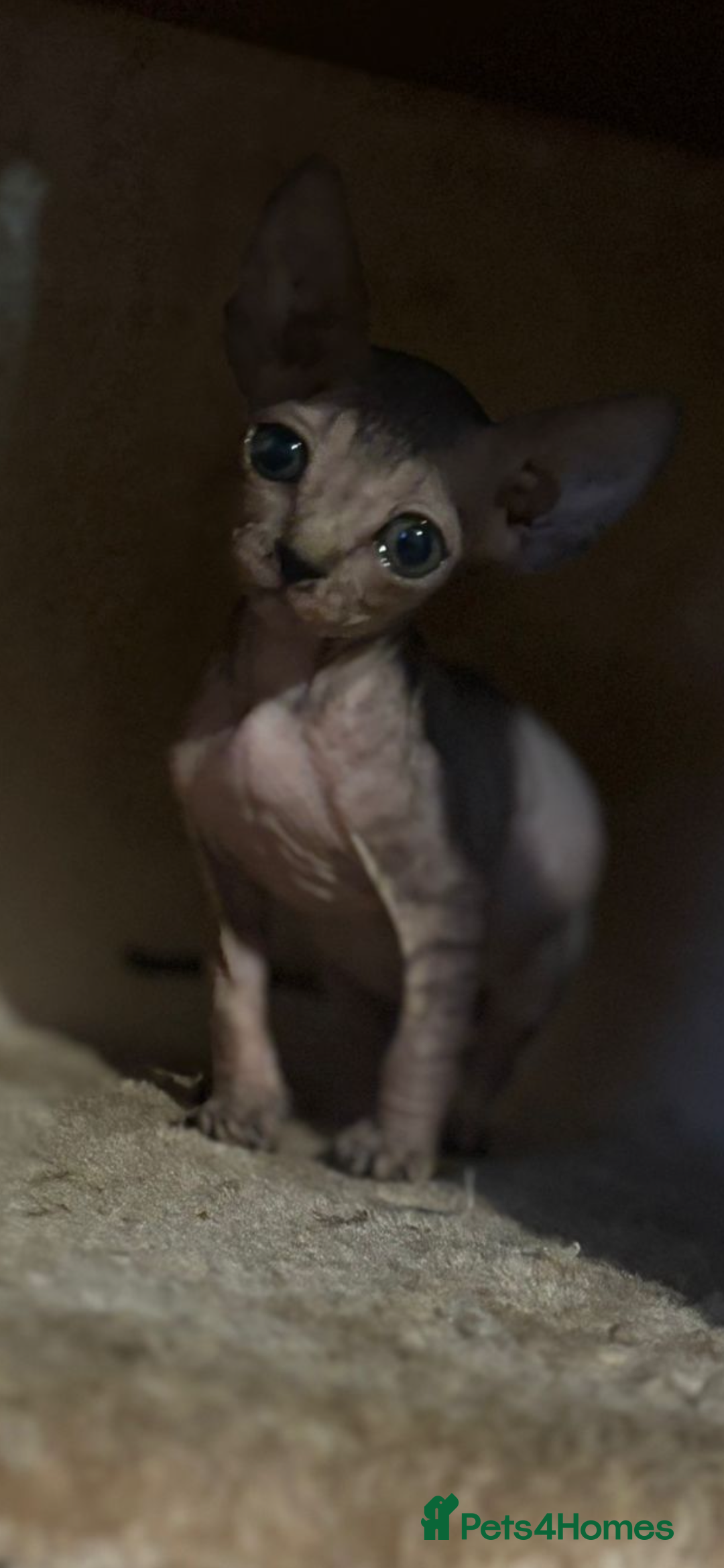 Sphynx cats for sale: Male sphynx kitten the last of his litter  - Image 4