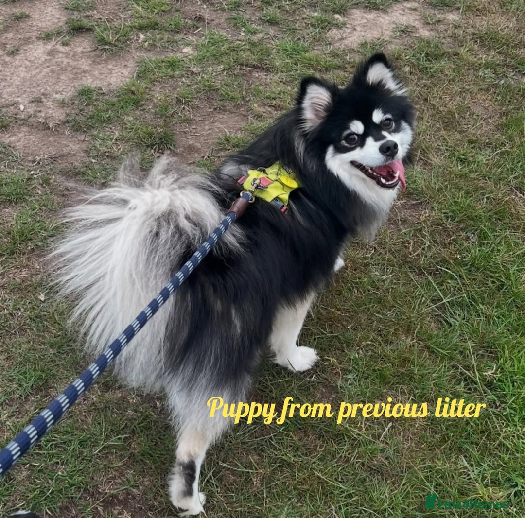 Pomsky dogs for sale: Stunning Pomsky Puppies! Health tested parents.  - Image 12