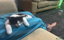 Mixed Breed cats for sale: Kittens for sale - Image 11