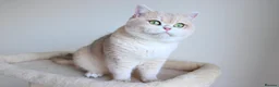 British Shorthair cats for sale: Blue Golden Chinchilla Retired Queen  - Advert 4