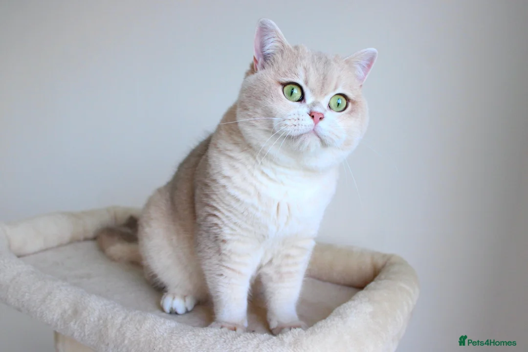 British Shorthair cats for sale: Blue Golden Chinchilla Retired Queen  - Advert 4