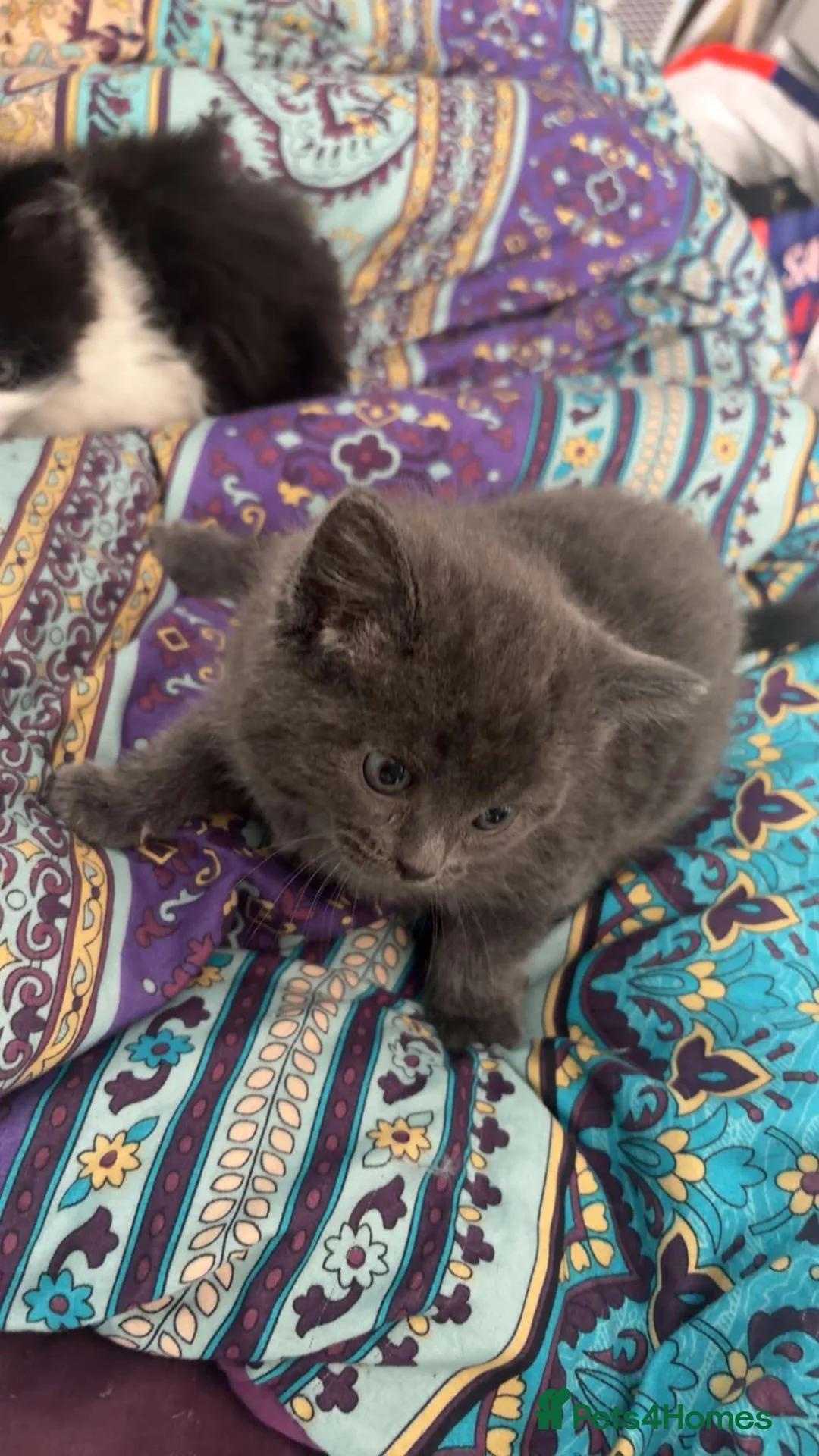 Mixed Breed cats for sale: Mixed - Advert 7