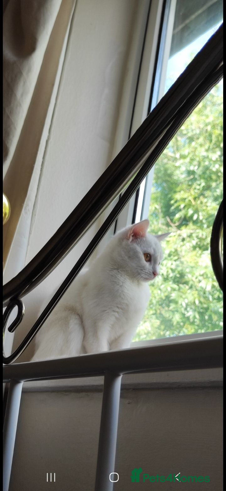 British Shorthair cats Cat for sale - Advert 6