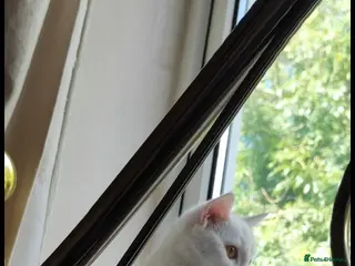 British Shorthair cats Cat for sale - Advert 6