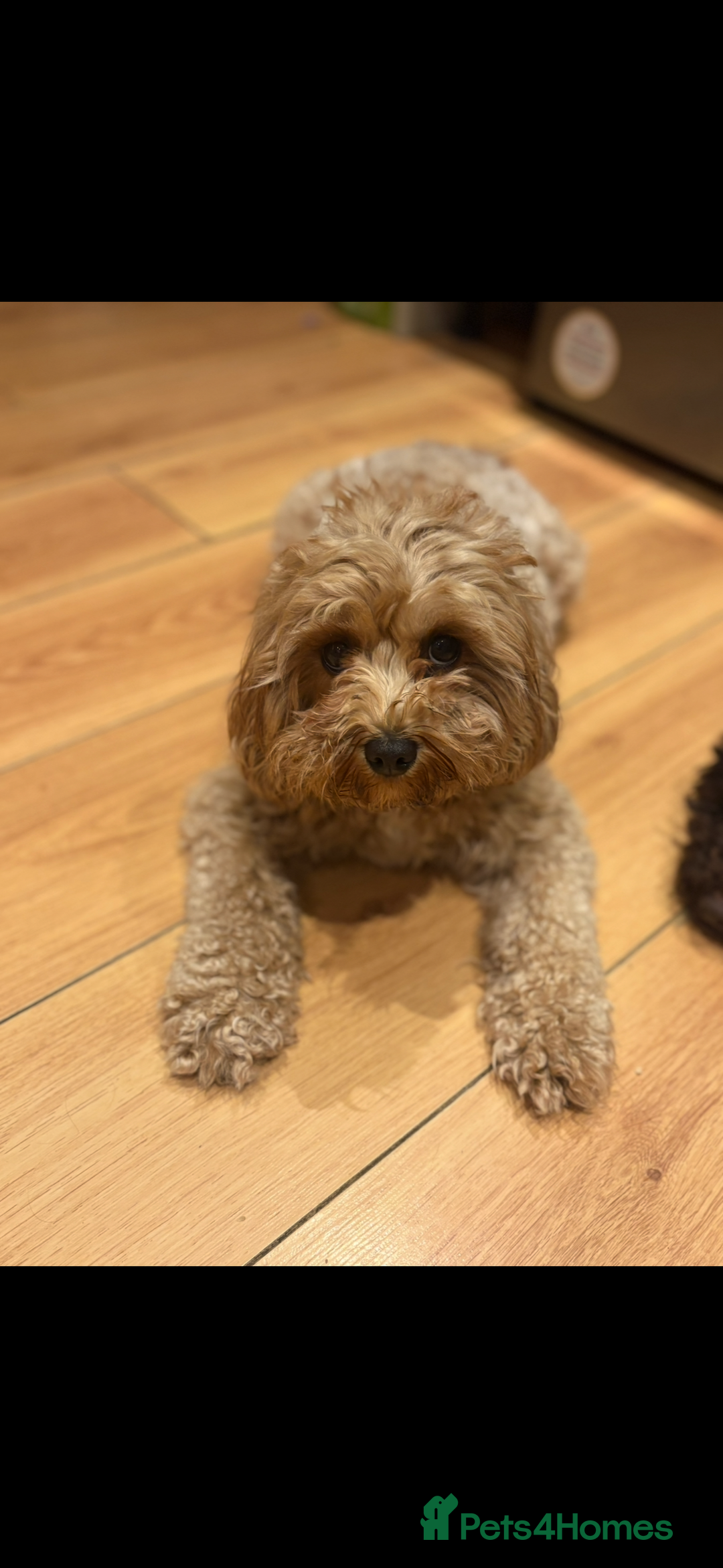 Cavapoo dogs for sale: Beautiful F1b red Cavapoo’s  - Advert 2