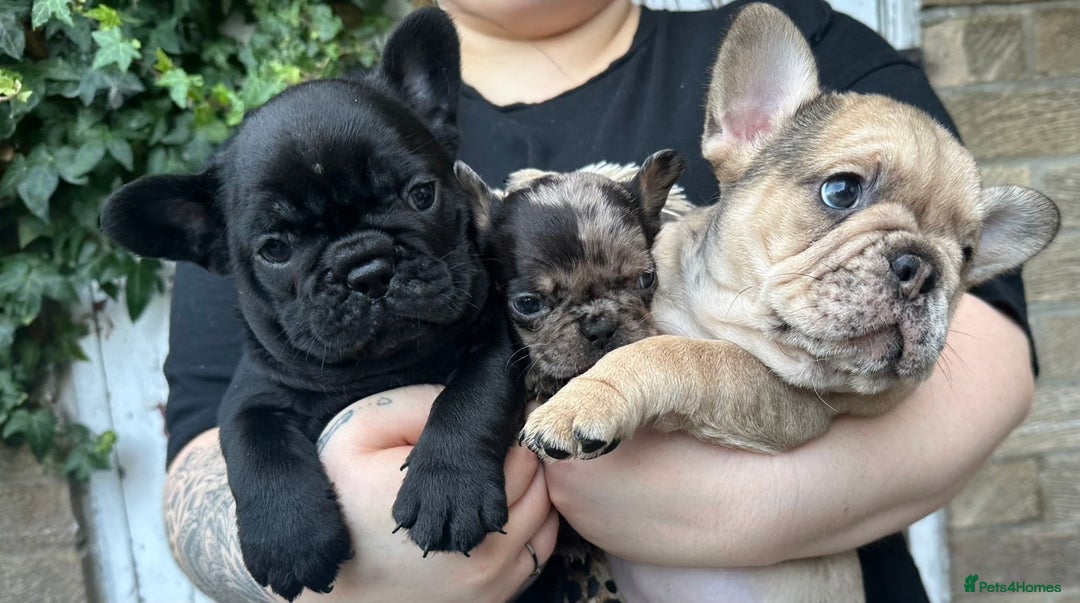 French Bulldog dogs for sale: 3 beautiful French bulldog puppies  - Image 11