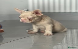 French Bulldog dogs for sale: French bulldog puppies  - Image 18