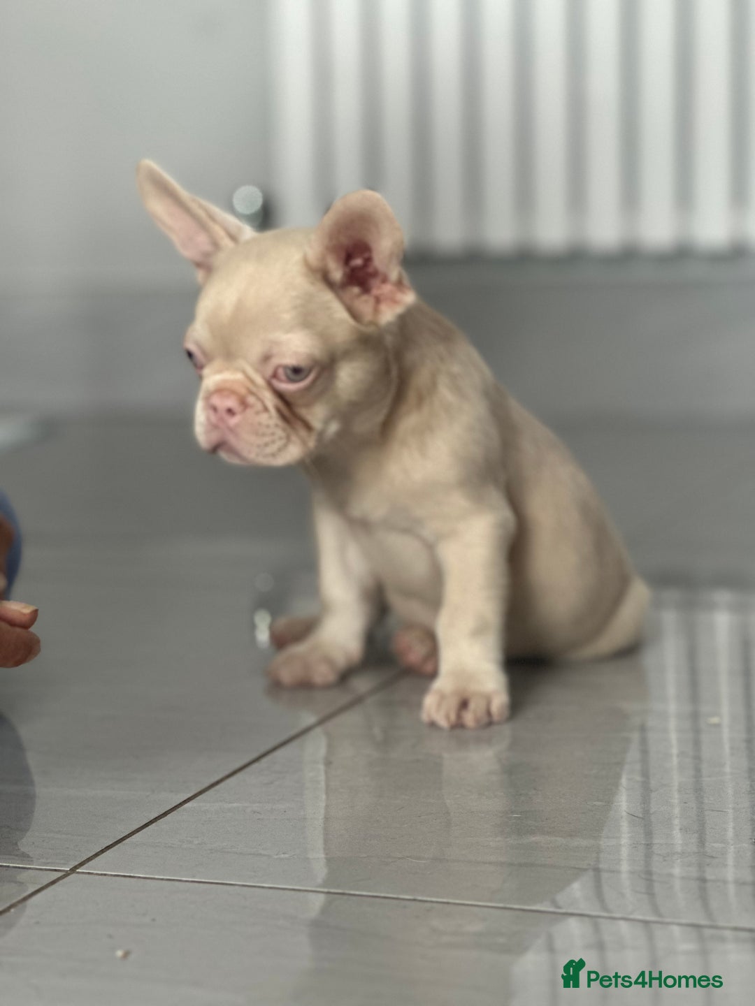 French Bulldog dogs for sale: French bulldog puppies  - Image 18
