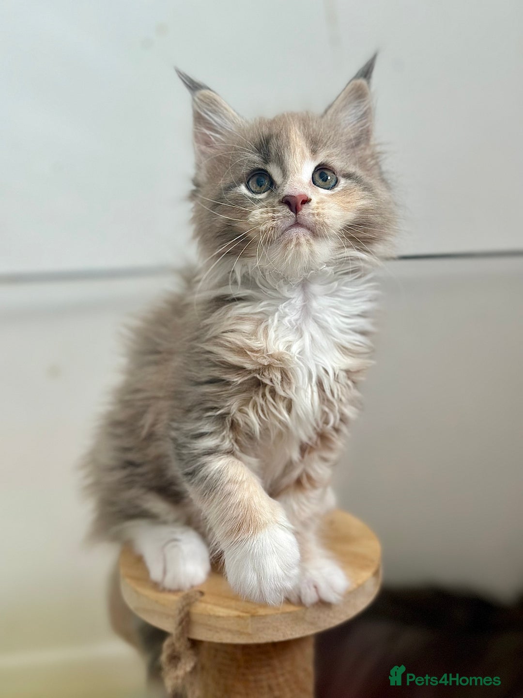 Maine Coon cats for sale: Maine coon kitten ❤️‍🔥 boys and girls available  - Image 7