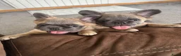 French Bulldog dogs for sale: 🐾💕 TWO GORGEOUS FLUFFY FRENCH BULLDOGS 💕🐾 - Advert 11