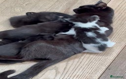 Mixed Breed cats for sale: Kittens ******  - Image 7