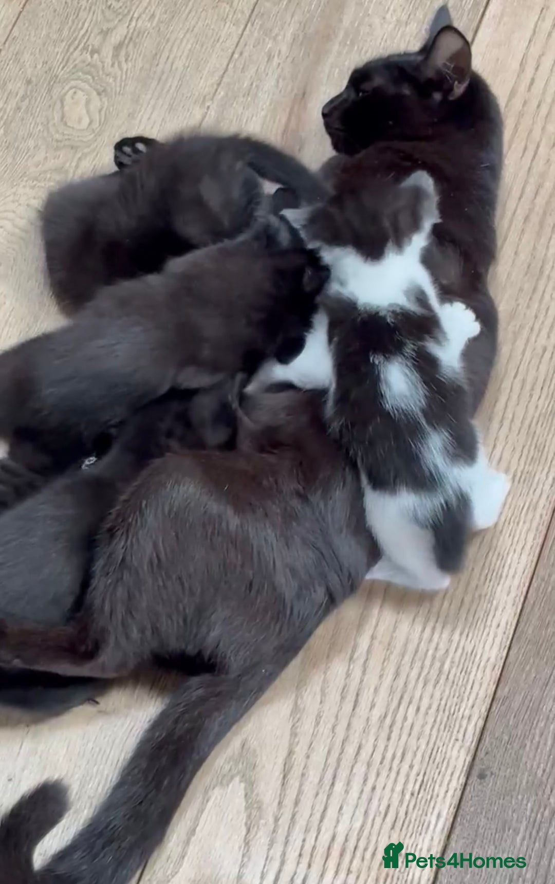 Mixed Breed cats for sale: Kittens ******  - Image 7