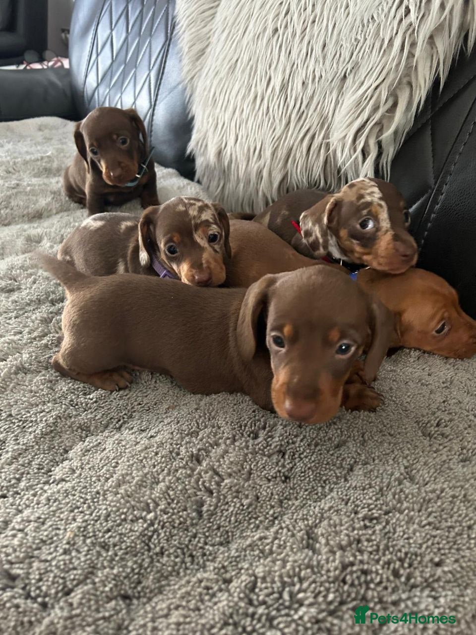 Miniature Dachshund dogs ADORABLE DACHSHUND PUPPIES - Advert 2