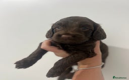 Cockapoo dogs for sale: Stunning F2 miniature cockapoo puppies  - Image 4