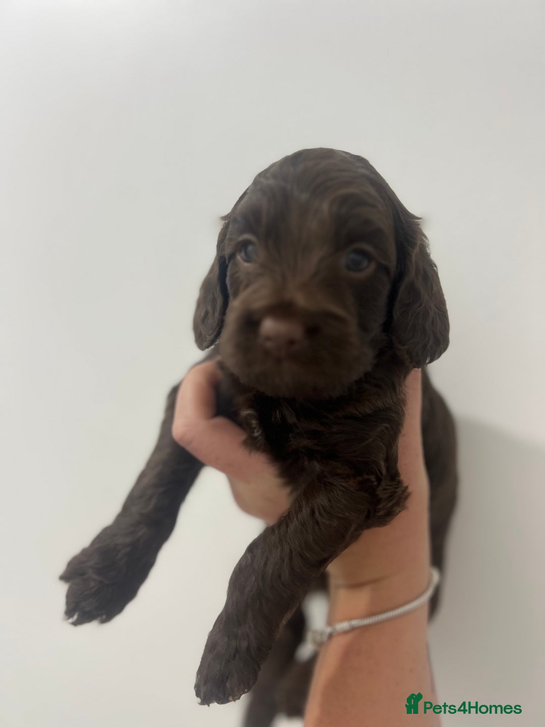 Cockapoo dogs for sale: Stunning F2 miniature cockapoo puppies  - Image 4