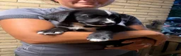 Mixed Breed dogs for sale: Bernese mountain dog x Labrador Puppys  - Advert 25