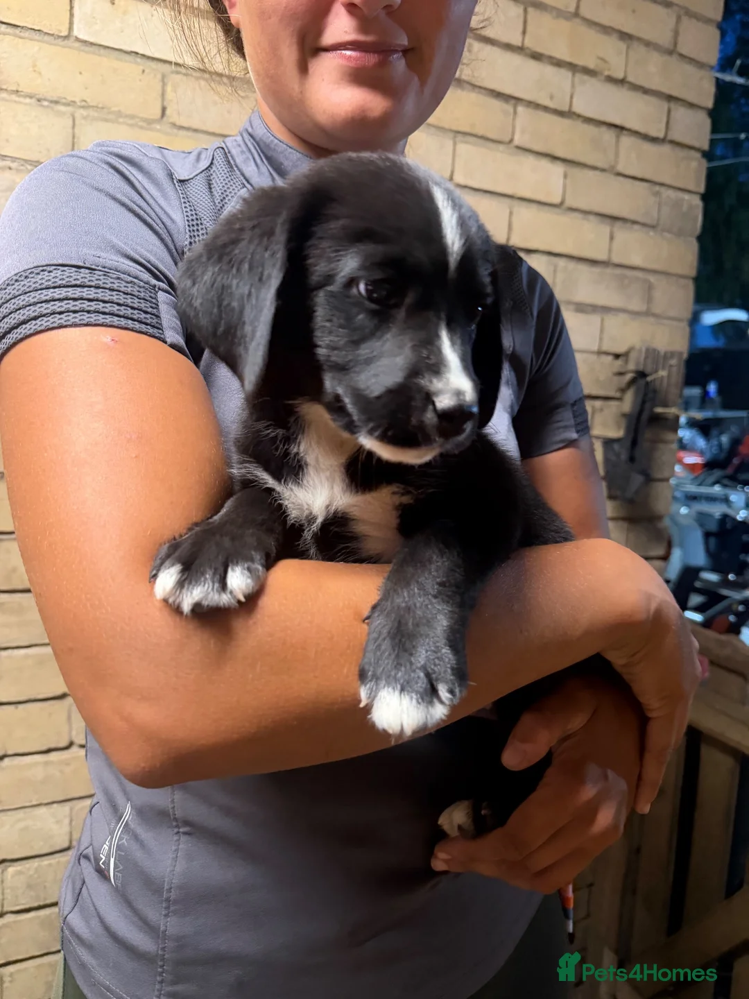 Mixed Breed dogs for sale: Bernese mountain dog x Labrador Puppys  - Advert 25