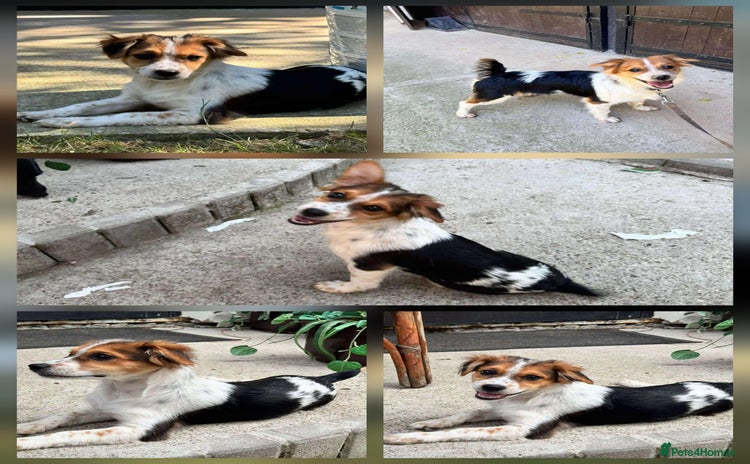 Mixed Breed dogs - Advert 1