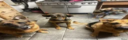 Mixed Breed dogs for adoption: ADONIS — A Gentle, Loving 1 Year Old Hound Mix - Advert 6