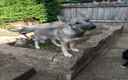 Huskita dogs for sale: Husky x puppy  - Image 10