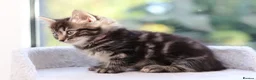 Mixed Breed cats for sale: Tabby Kittens Ready SOON - Advert 6