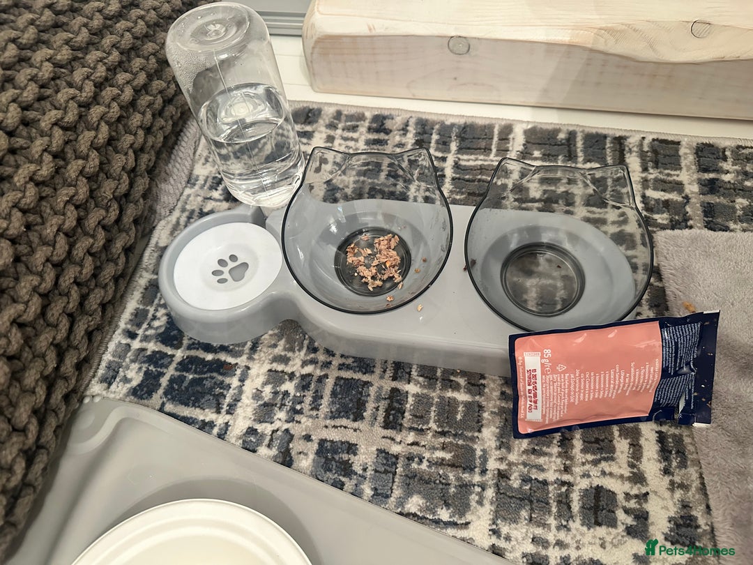 Russian Blue cats for sale: Pure Russian Blue Kitten - Advert 8