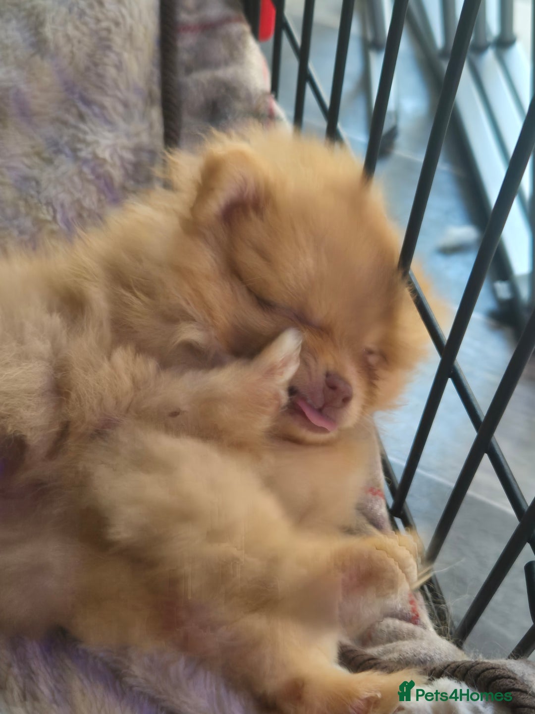 Pomeranian dogs for sale: Pomeranian,  from fully health tested parents  - Image 4