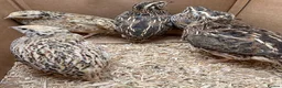 Quail poultry for sale: 10x coturnix quails mix of male and female - Advert 1