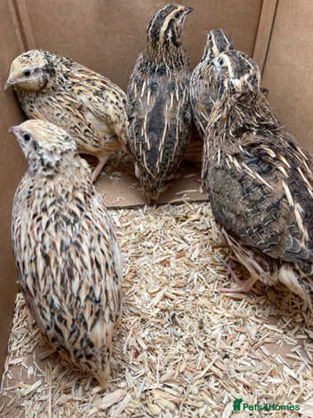 Quail poultry for sale: 10x coturnix quails mix of male and female - Advert 1