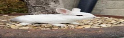 Netherland Dwarf rabbits for sale: Tiny Nederland Dwarf Rabbits  in York - Advert 4