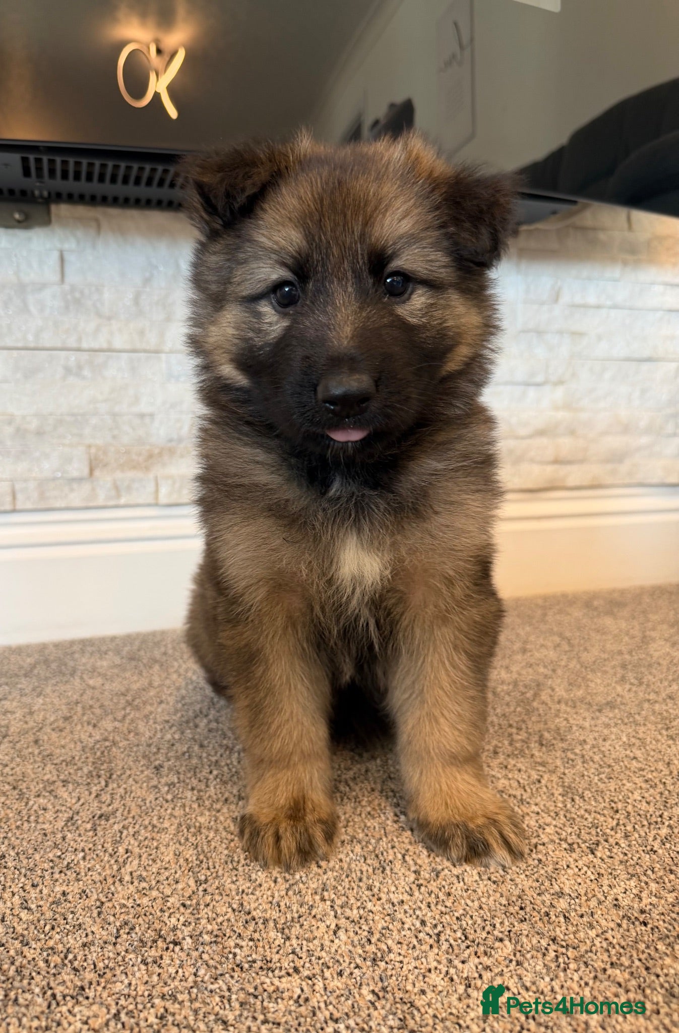 German Shepherd dogs 5Star⭐️Original Straight-Back German Shepherds  - Advert 2