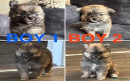 Pomchi dogs for sale: 2 Boys left! Ready to go 16/07/25  OPEN TO OFFERS - Image 1
