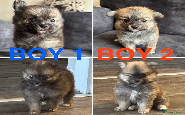 Pomchi dogs - Advert 8