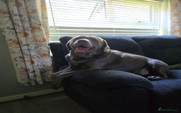 Labrador Retriever dogs for sale: Chunky cute lab pups for sale - Image 27