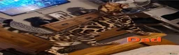 Bengal cats for sale: Sigrid the Viking warrior - Advert 7