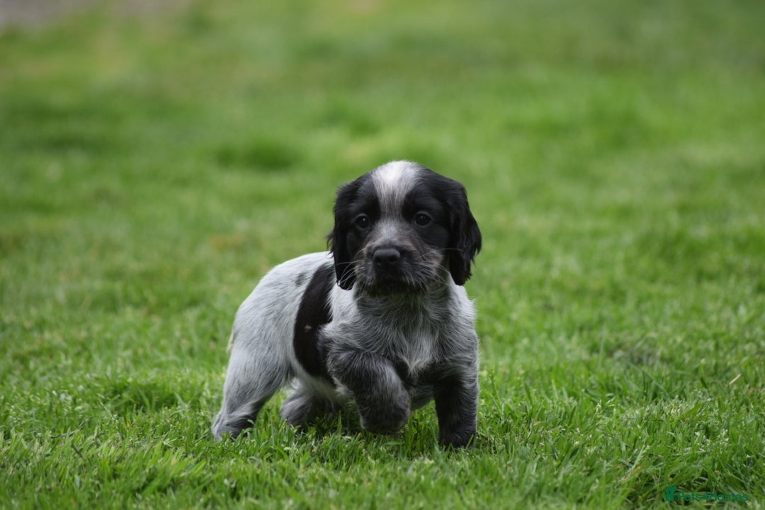 Cocker Spaniel dogs for sale: Cocker spaniel  - Image 21