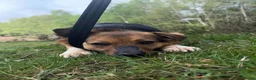 Mixed Breed dogs for adoption: Mandy - Dereham Norfolk  in Dereham - Advert 8