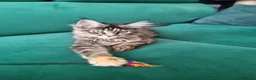 Maine Coon cats for sale: LAST TICA reg. female  - Advert 2