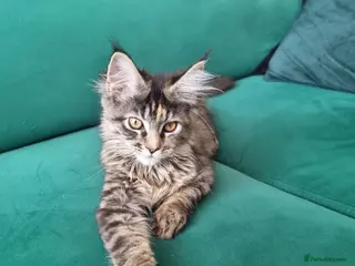 Maine Coon cats LAST TICA reg. female - Advert 8