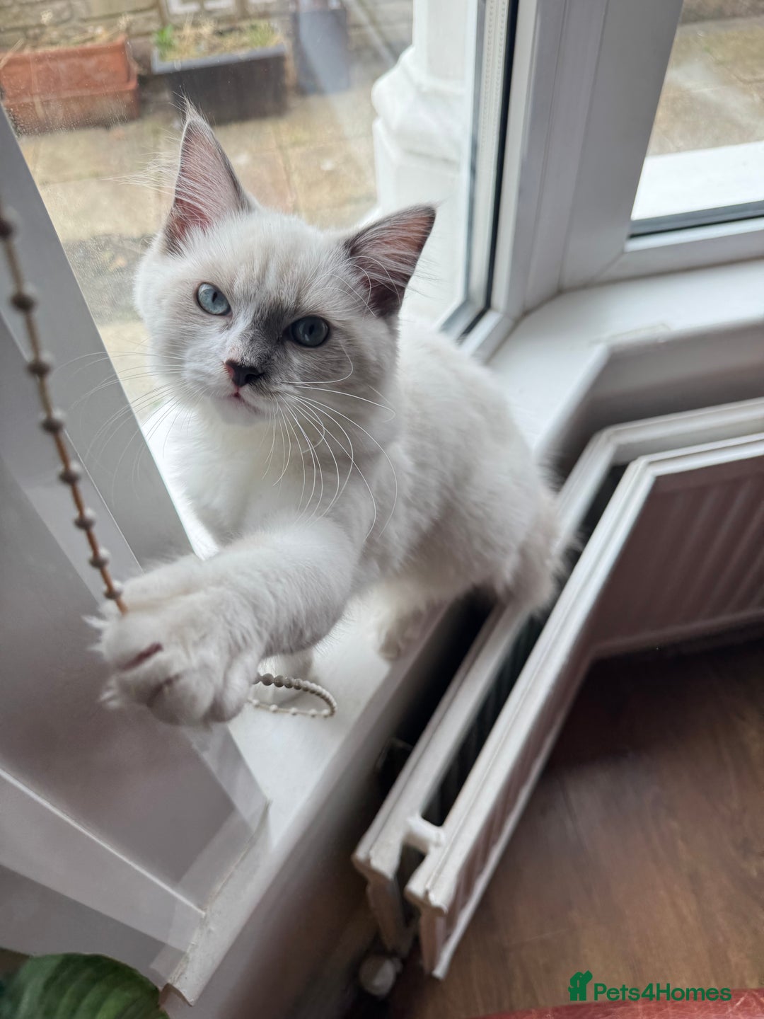 Ragdoll cats for sale: Handsome playful Ragdoll Kitten - Male - Image 2