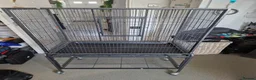 Mixed Breed birds for sale: Cages only - Advert 3