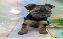 Yorkshire Terrier dogs for sale: Pedigree Yorkshire Terrier Puppies - Advert 3