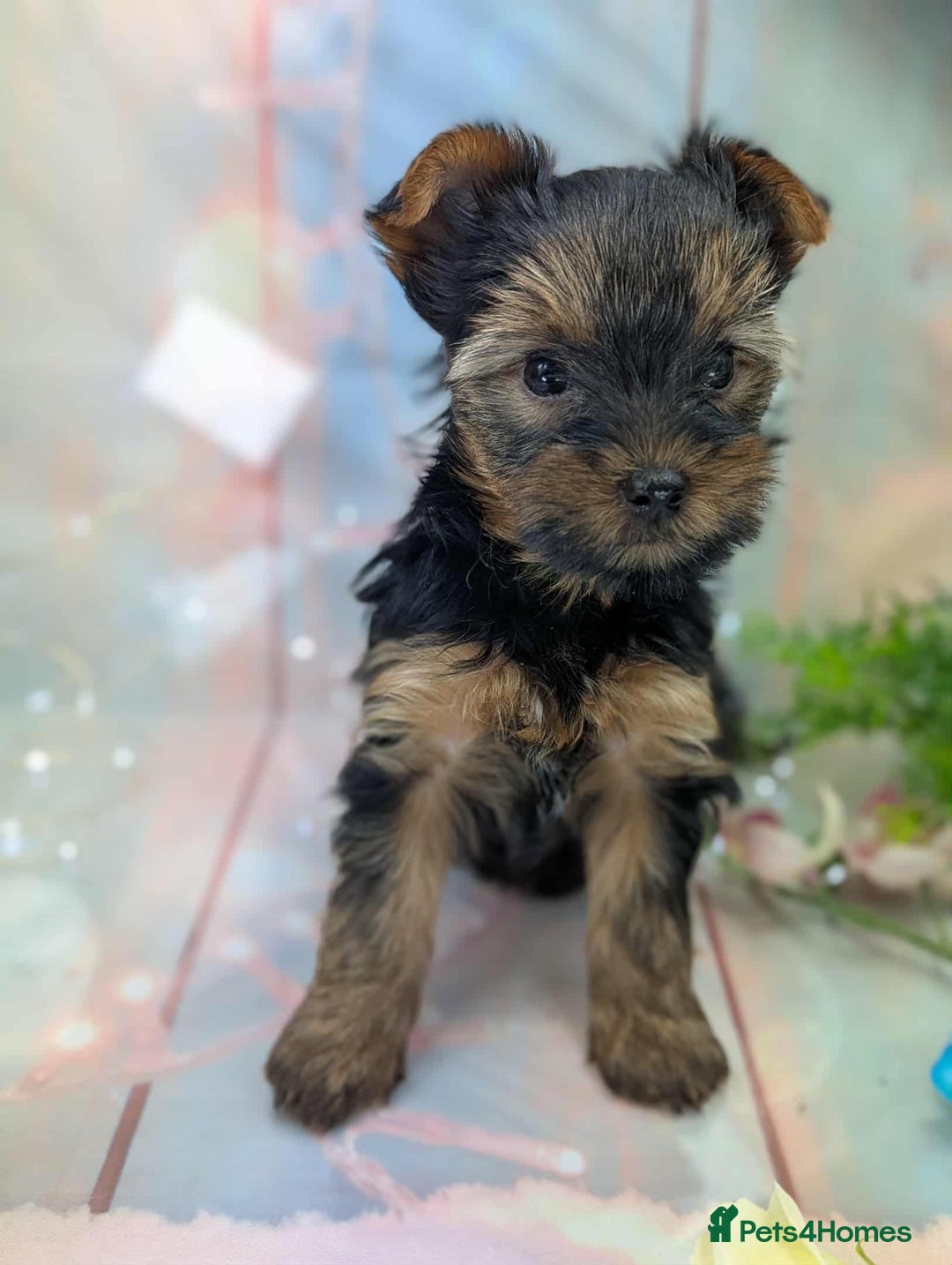Yorkshire Terrier dogs for sale: Pedigree Yorkshire Terrier Puppies - Advert 3