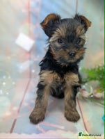 Yorkshire Terrier dogs - Advert 2