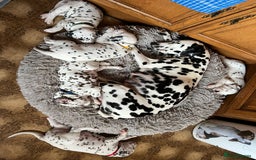 Dalmatian dogs for sale: KC Registered Dalmatian Puppies (Scotland) - Image 13