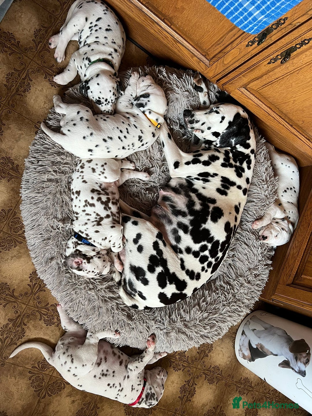 Dalmatian dogs for sale: KC Registered Dalmatian Puppies (Scotland) - Image 13