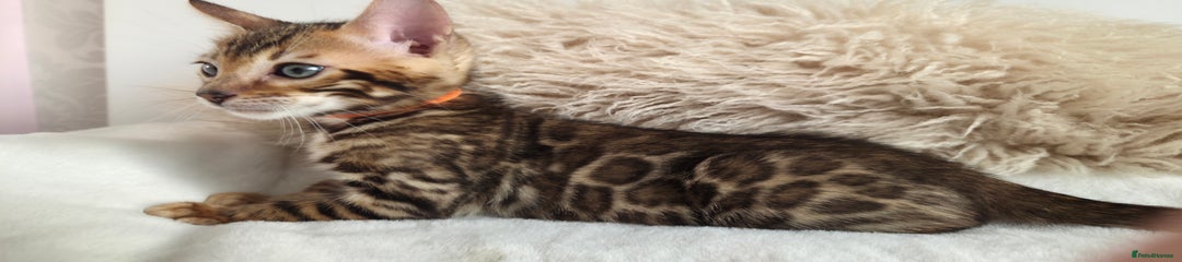 Bengal Kitten 3